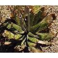 Aloe Greatheadii var. Davyana - Indigenous South African Succulent - 10 Seeds