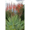 Aloe Littoralis - Indigenous South African Succulent - 10 Seeds