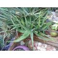 Aloe Longibracteata - Indigenous South African Succulent - 10 Seeds