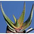Aloe Microstigma - Indigenous South African Succulent - 10 Seeds