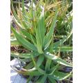 Aloe Spictata - Indigenous South African Succulent - 10 Seeds
