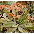Aloe Striata - Indigenous South African Succulent - 10 Seeds