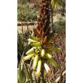 Aloe Wickensii - Indigenous South African Succulent - 10 Seeds
