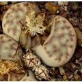 Lithops Dinteri Mixed Forms - Indigenous South African Succulent - 10 Seeds