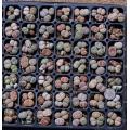 Lithops Species Mixed - Indigenous South African Succulent - 10 Seeds
