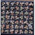 Lithops Species Mixed - Indigenous South African Succulent - 1 000 Seeds