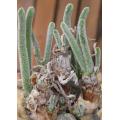 Monilaria Chrysoleuca - Indigenous South African Succulent - 5 Seeds