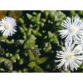 Ruschia Tenella - Indigenous South African Succulent - 10 Seeds