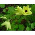 Bauhinia Tomentosa - Indigenous South African Tree - 10 Seeds