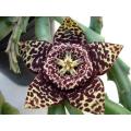 Orbea Variegata - Indigenous South African Succulent - 5 Seeds