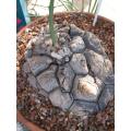 Dioscorea Elephantipes - Indigenous South African Succulent - 10 Seeds