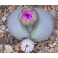 Argyroderma Pearsonii - Indigenous South African Succulent - 10 Seeds