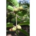 Diospyros Natalensis - Indigenous South African Tree - 5 Seeds