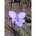 Aristea Abyssinica - Indigenous South African Bulb - 10 Seeds