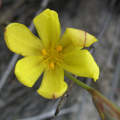 Bobartia Filiformis - Indigenous South African Bulb - 10 Seeds