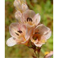 Gladiolus Crassifolius - Indigenous South African Bulb - 10 Seeds