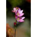 Ixia Orientalis - Indigenous South African Bulb - 10 Seeds