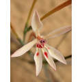 Lapeirousia Anceps - Indigenous South African Bulb - 10 Seeds