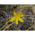 Moraea Virgata - Indigenous South African Bulb - 10 Seeds