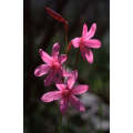 Watsonia Rogersii - Indigenous South African Bulb - 5 Seeds