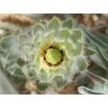 Leucadendron Nervosum - Indigenous South African Protea - 5 Seeds