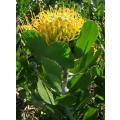 Leucospermum Praecox - Indigenous South African Protea - 5 Seeds