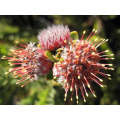 Leucospermum Truncatulum - Indigenous South African Protea - 5 Seeds
