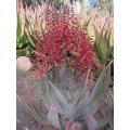 Aloe Chabaudii - Indigenous South African Succulent - 10 Seeds