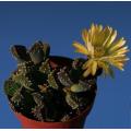 Aloinopsis Setifera - Indigenous South African Succulent - 10 Seeds