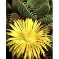 Faucaria Felina - Indigenous South African Succulent - 10 Seeds