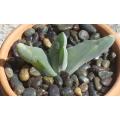 Gibbaeum Haagei - Indigenous South African Succulent - 10 Seeds