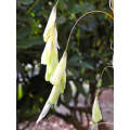 Dierama Pallidum - Indigenous South African Bulb - 10 Seeds