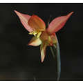 Gladiolus Quadrangularis - Indigenous South African Bulb - 5 Seeds