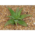 Aloe Grandidentata - Indigenous South African Succulent - 10 Seeds