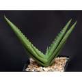 Aloe Hahnii - Indigenous South African Succulent - 10 Seeds