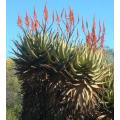 Aloe Khamiesensis - Indigenous South African Succulent - 10 Seeds