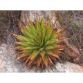 Aloe Lineata Muirii - Indigenous South African Succulent - 10 Seeds