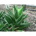 Aloe Mitriformis - Indigenous South African Succulent - 10 Seeds