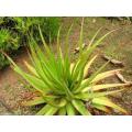 Aloe Pretoriensis - Indigenous South African Succulent - 10 Seeds