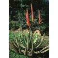Aloe Reitzii - Indigenous South African Succulent - 10 Seeds