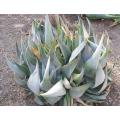 Aloe Ortholopha - Indigenous South African Succulent - 10 Seeds