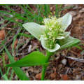 Androcymbium Striatum - Indigenous South African Bulb - 10 Seeds