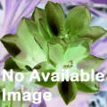 Babiana Engysiphon - Indigenous South African Bulb - 10 Seeds
