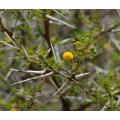 Acacia Exuvialis - Indigenous South African Tree - 5 Seeds
