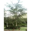Acacia Xanthophloea - Fever Tree - Indigenous South African Tree - 10 Seeds
