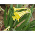 Cyrtanthus Flanaganii - Indigenous South African Bulb - 5 Seeds