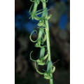 Dipcadi Viride - Indigenous South African Bulb - 10 Seeds