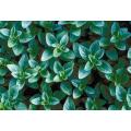 Greek Oregano - Origanum vulgare hirtum - Herb - 200 Seeds