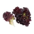 Lolo Rosso Darkness lettuce - Lactuca Sativa - Vegetable - 50 Seeds - ORGANIC