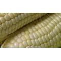 Mealies Kalahari Green Early pearl - Zea Mays - Vegetable - 25 Seeds